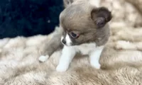 Lavender , a female Chihuahua for sale in Cedar Creek, TX – 4 of 6