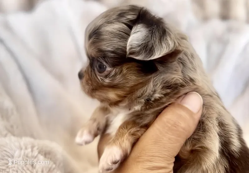 Jj – Chihuahua puppy for sale in Cedar Creek, TX