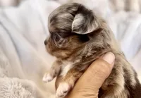 Jj, a male Chihuahua for sale in Cedar Creek, TX – Photo 1 of 4