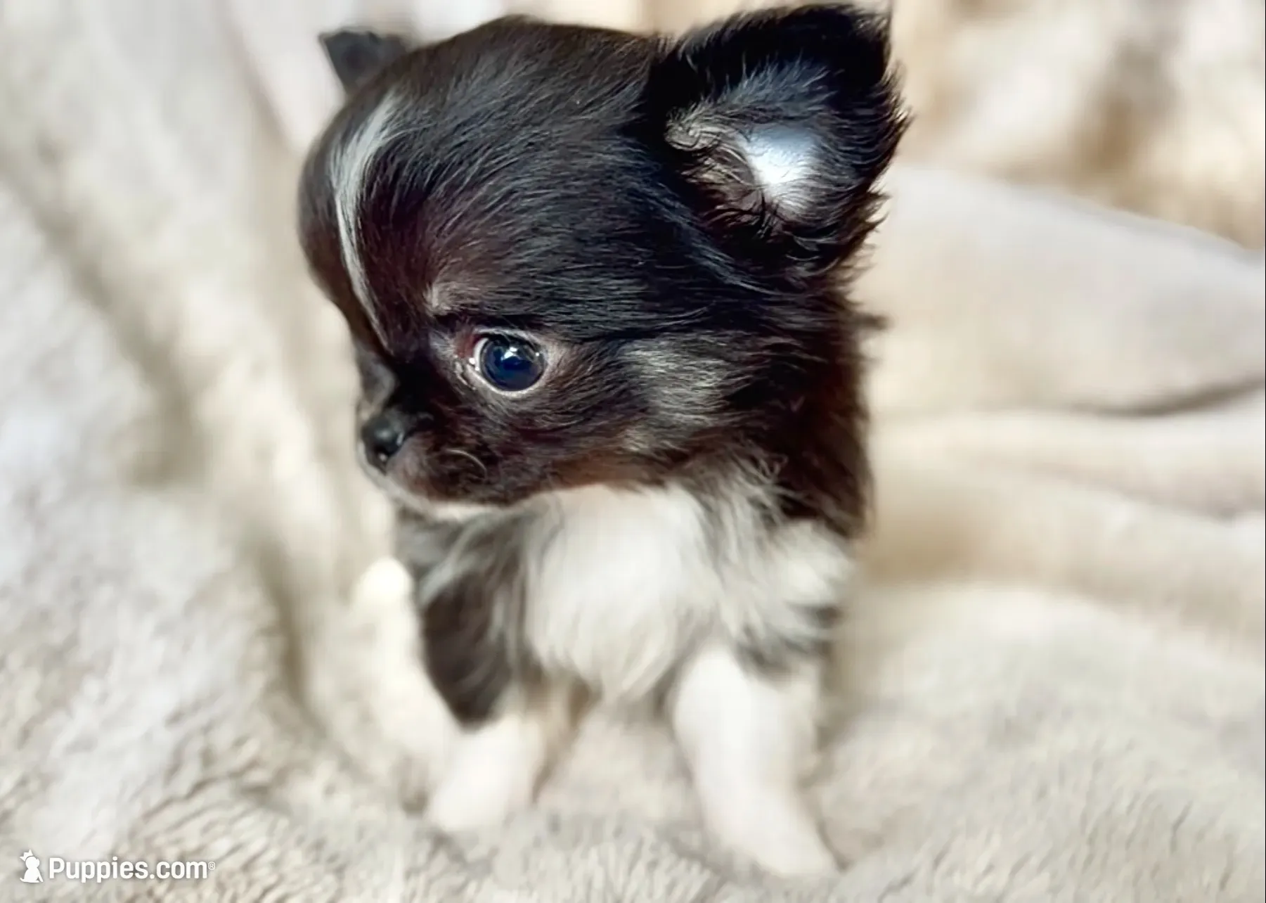 Rio, a male Chihuahua for sale in Cedar Creek, TX – 2 of 8