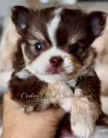 Theo, a male Chihuahua for sale in Cedar Creek, TX – 2 of 2