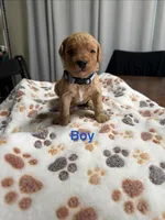 Kane, a male Miniature Bernedoodle for sale in Anchorage, AK – Photo 1 of 2