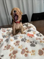 Jasper, a male Miniature Bernedoodle for sale in Anchorage, AK – Photo 1 of 2