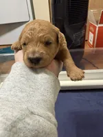 Jasper, a male Miniature Bernedoodle for sale in Anchorage, AK – Photo 2 of 2