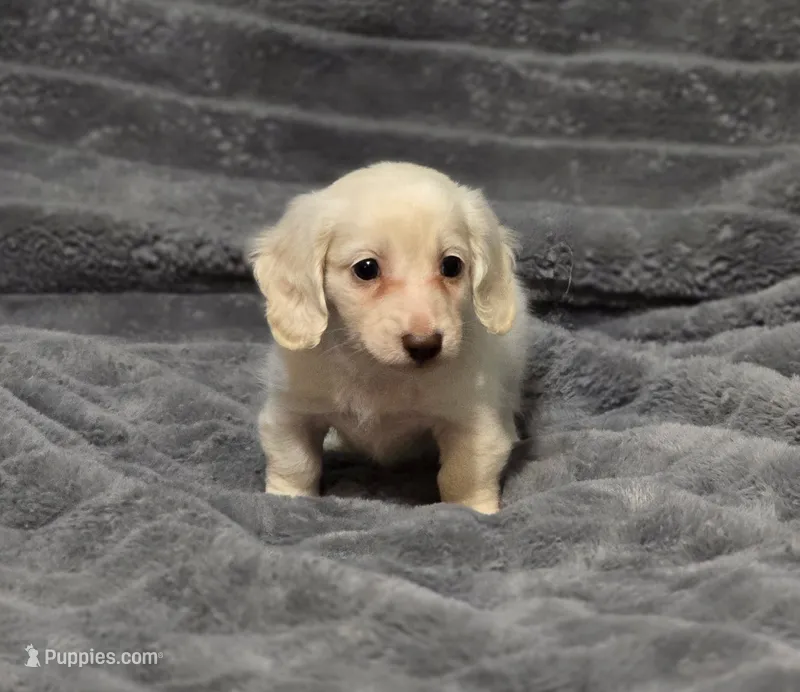 Red (lillipip) – Miniature Dachshund puppy for sale in Dothan, AL