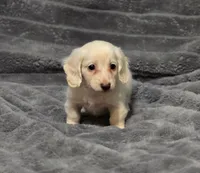 Red (lillipip), a male Miniature Dachshund for sale in Dothan, AL – 1 of 2