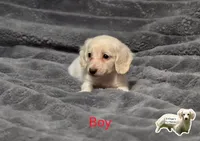 Red (lillipip), a male Miniature Dachshund for sale in Dothan, AL – 2 of 2