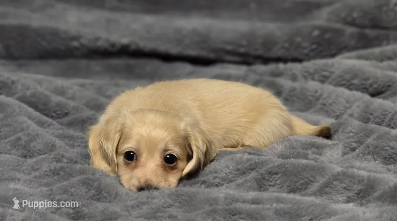 Blue (Lillipup) – Miniature Dachshund puppy for sale in Dothan, AL