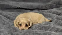 Blue (Lillipup), a male Miniature Dachshund for sale in Dothan, AL – 1 of 2