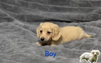 Blue (Lillipup), a male Miniature Dachshund for sale in Dothan, AL – 2 of 2