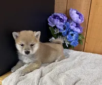 Garnet AKC, a female Shiba Inu for sale in Boyceville, WI – Photo 2 of 4