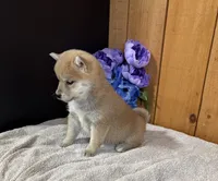 Garnet AKC, a female Shiba Inu for sale in Boyceville, WI – Photo 3 of 4