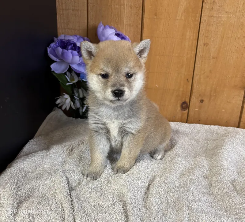 Garnet AKC – Shiba Inu puppy for sale in Boyceville, WI
