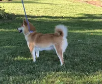 Tansy - AKC, a female Shiba Inu for sale in Boyceville, WI – Photo 2 of 5