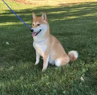 Tansy - AKC, a female Shiba Inu for sale in Boyceville, WI – Photo 4 of 5