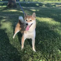 Tansy - AKC, a female Shiba Inu for sale in Boyceville, WI – Photo 5 of 5