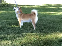 Tansy - AKC, a female Shiba Inu for sale in Boyceville, WI – Photo 3 of 5