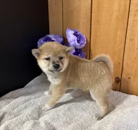 Gigi AKC, a female Shiba Inu for sale in Boyceville, WI – Photo 2 of 2