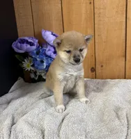 Gigi AKC, a female Shiba Inu for sale in Boyceville, WI – Photo 1 of 2