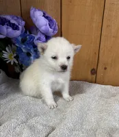Gloria AKC, a female Shiba Inu for sale in Boyceville, WI – Photo 2 of 3