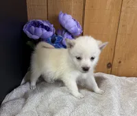 Gloria AKC, a female Shiba Inu for sale in Boyceville, WI – Photo 3 of 3