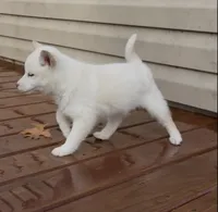 Gloria AKC, a female Shiba Inu for sale in Boyceville, WI – Photo 3 of 6