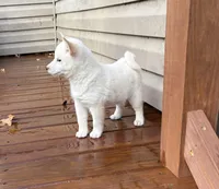 Gloria AKC, a female Shiba Inu for sale in Boyceville, WI – Photo 6 of 6