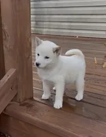 Gloria AKC, a female Shiba Inu for sale in Boyceville, WI – Photo 2 of 6