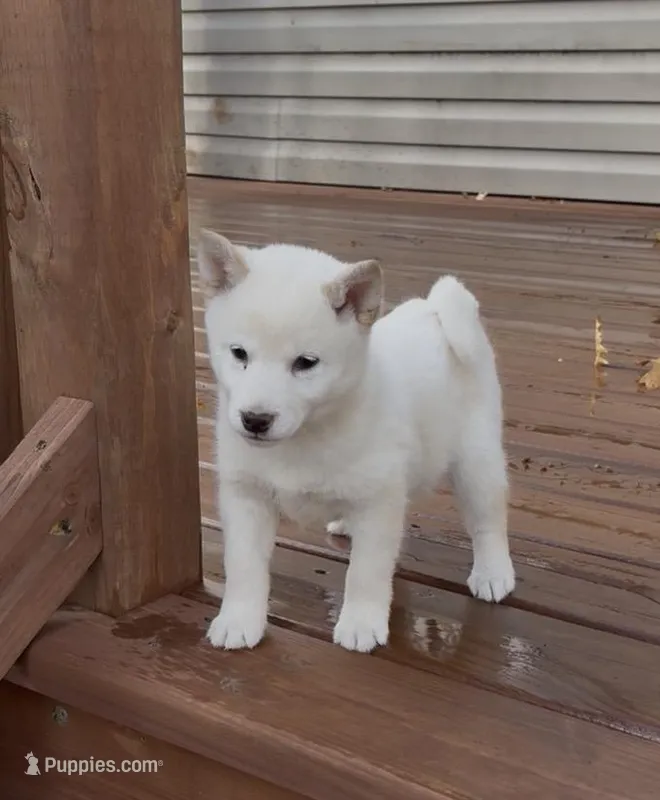 Gloria AKC, a female Shiba Inu for sale in Boyceville, WI – Photo 1 of 6