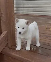 Gloria AKC, a female Shiba Inu for sale in Boyceville, WI – Photo 1 of 6