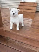 Gloria AKC, a female Shiba Inu for sale in Boyceville, WI – Photo 4 of 6