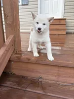 Gloria AKC, a female Shiba Inu for sale in Boyceville, WI – Photo 5 of 6