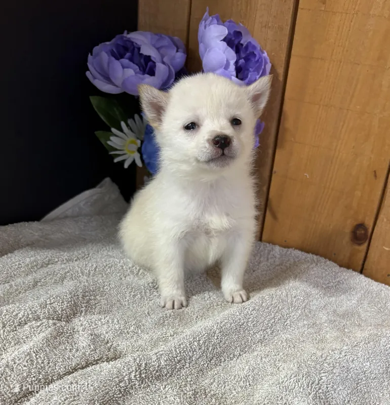 Gloria AKC – Shiba Inu puppy for sale in Boyceville, WI