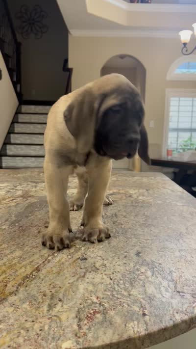 Black Boy, a male English Mastiff for sale in Missouri City, TX – 2 of 10