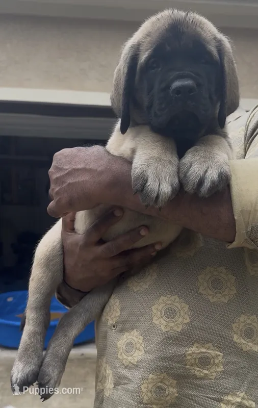 Orange Girl – English Mastiff puppy for sale in Missouri City, TX