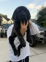 Blue Girl, a female English Mastiff for sale in Missouri City, TX – 2 of 10