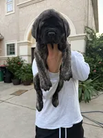 Green Girl, a female English Mastiff for sale in Missouri City, TX – 2 of 10