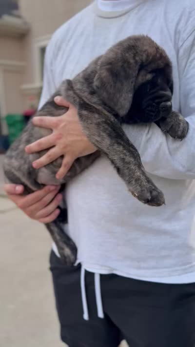Green Girl, a female English Mastiff for sale in Missouri City, TX – 5 of 10