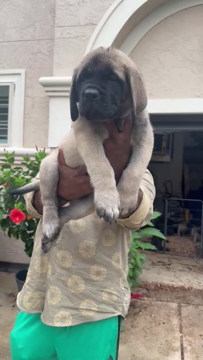 Orange Girl, a female English Mastiff for sale in Missouri City, TX – 3 of 9