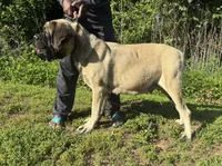 Pink Boy, a male English Mastiff for sale in Missouri City, TX – 4 of 10