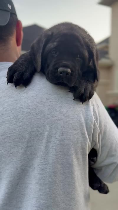 Pink Girl, a female English Mastiff for sale in Missouri City, TX – 2 of 10