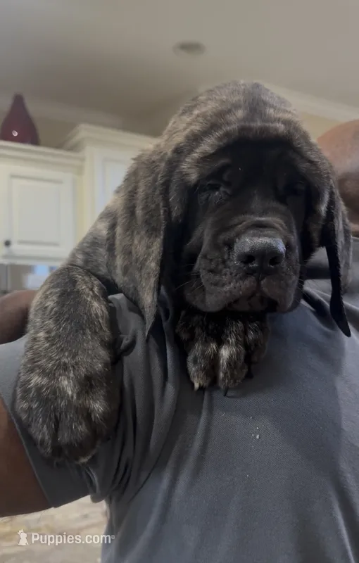 Reverse Brindle Boy – English Mastiff puppy for sale in Missouri City, TX