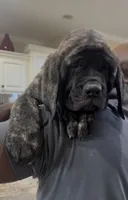 Reverse Brindle Boy, a male English Mastiff for sale in Missouri City, TX – 1 of 10