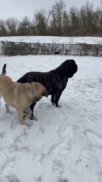 Black Boy, a male English Mastiff for sale in Missouri City, TX – 10 of 10