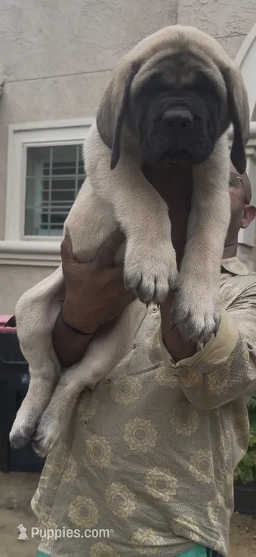 Grey Boy – English Mastiff puppy for sale in Missouri City, TX