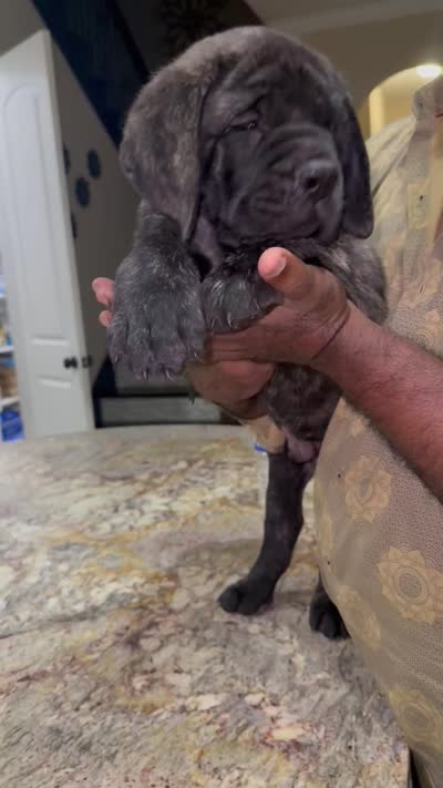 Teal Boy, a male English Mastiff for sale in Missouri City, TX – 5 of 10