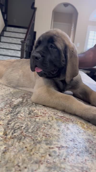 Orange Girl, a female English Mastiff for sale in Missouri City, TX – 4 of 9