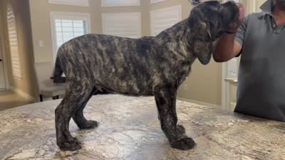 Reverse Brindle Boy, a male English Mastiff for sale in Missouri City, TX – 3 of 10
