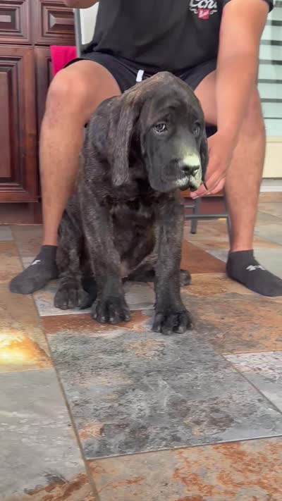 Purple Girl, a female English Mastiff for sale in Missouri City, TX – 3 of 8