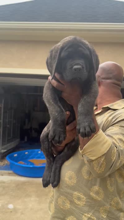 Purple Girl, a female English Mastiff for sale in Missouri City, TX – 8 of 9